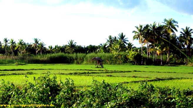 Leyte, ricefields